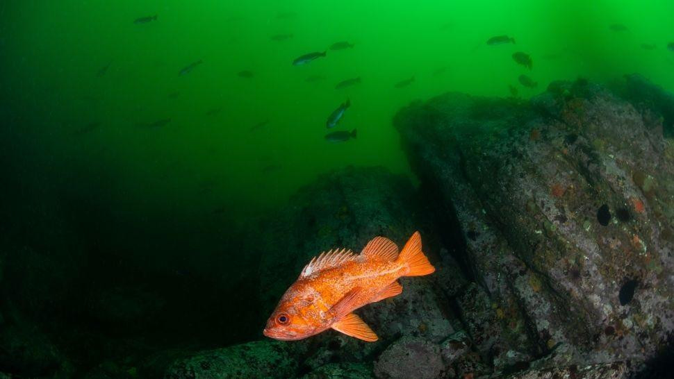 Cá đá Rougheye Cá đá Rougheye