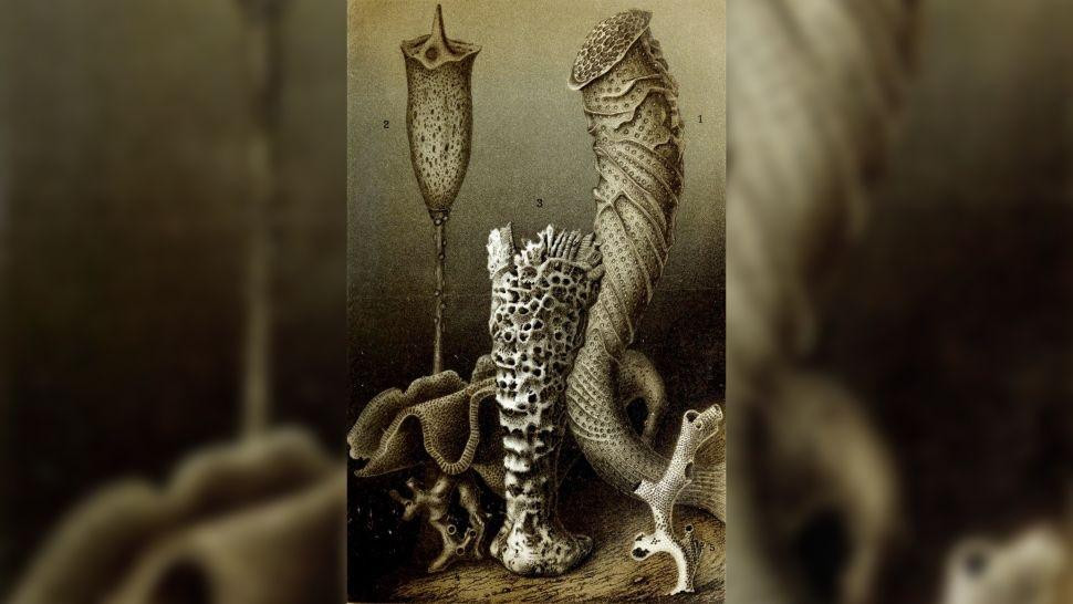 Bọt biển thủy tinh Bọt biển thủy tinh