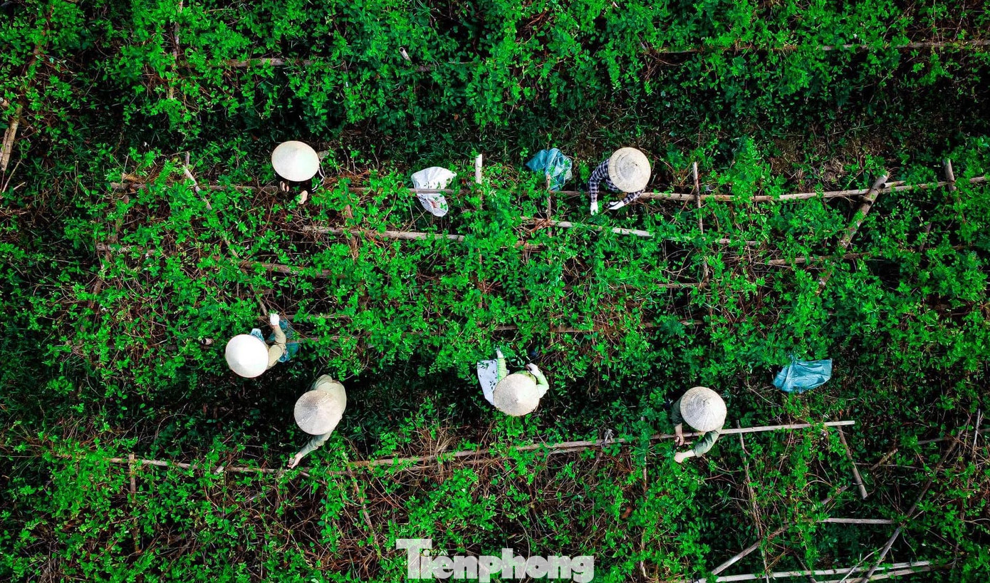 Công nhân thu hái thảo dược