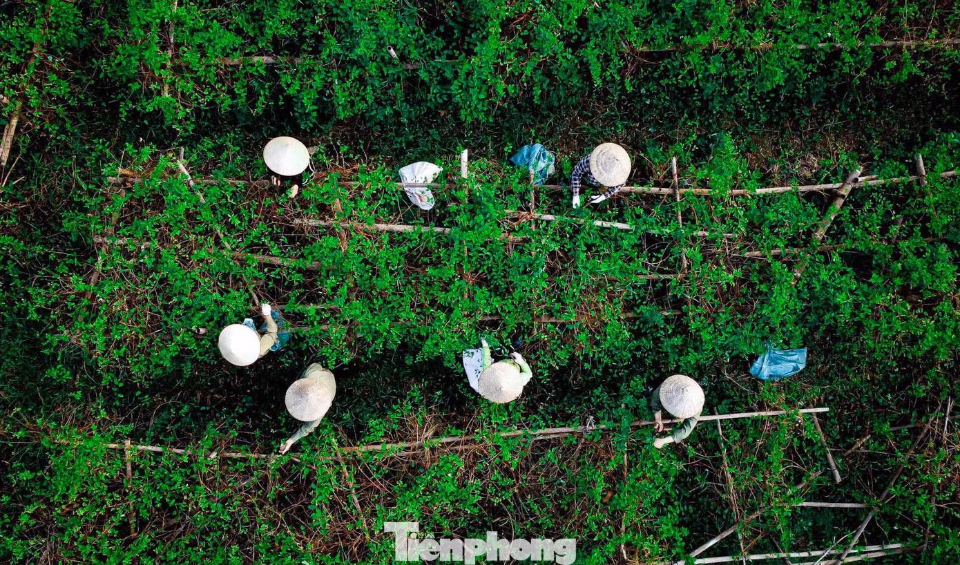 Công nhân thu hái thảo dược