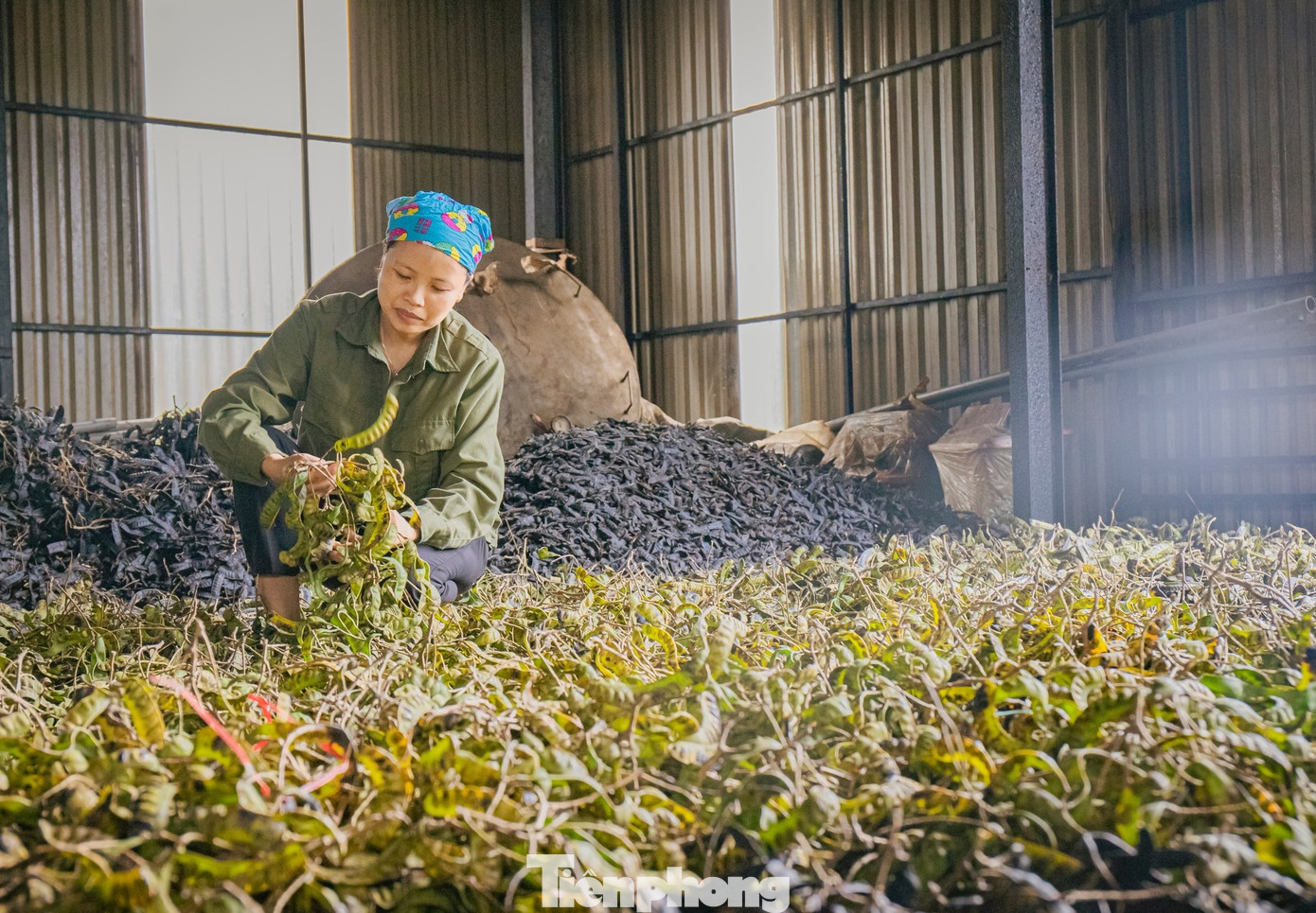 Công nhân sấy thảo dược.