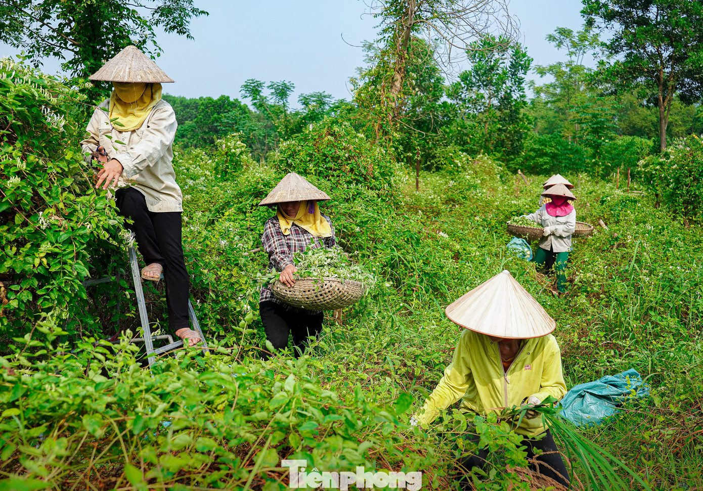 Công nhân của HTX hái thảo dược trên núi Bái Đính.