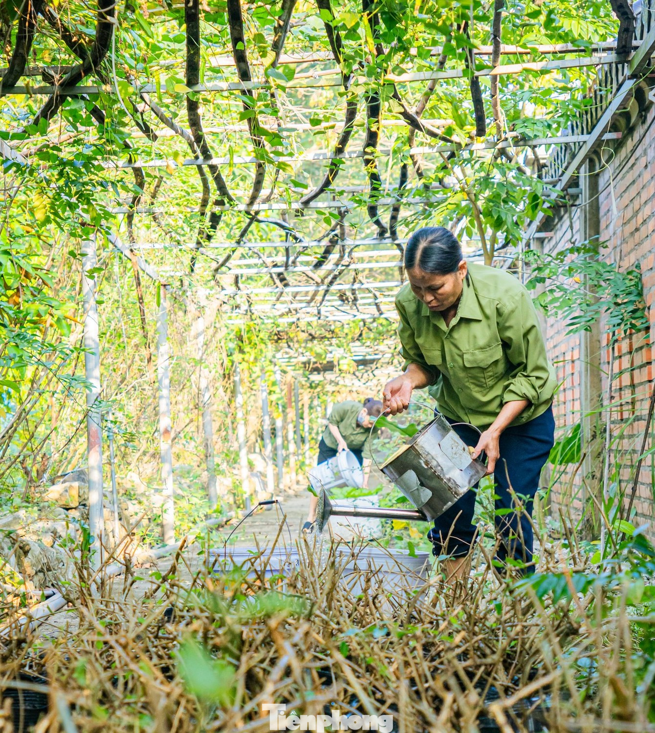 Công nhân HTX Sinh Dược ươm các loại giống thảo dược quý.