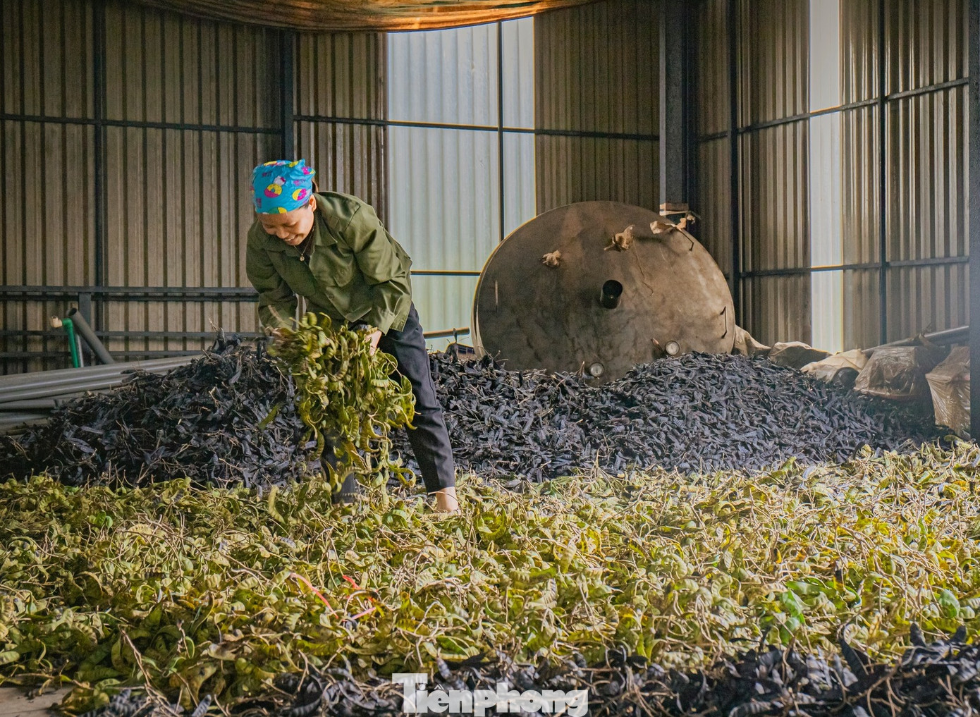 Công nhân sấy thảo dược.