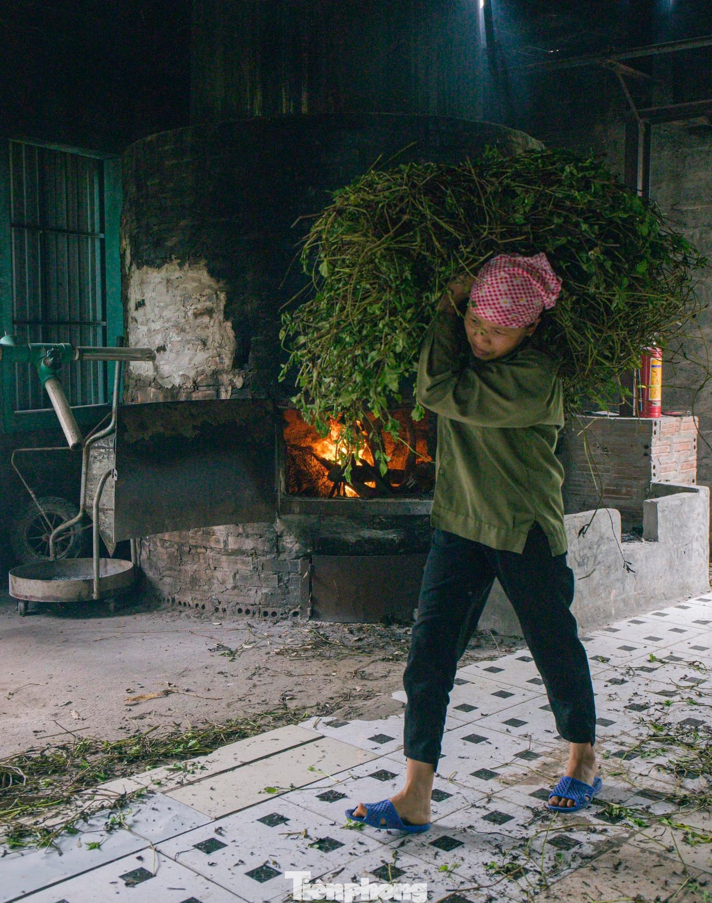 Thảo dược khi thu hoạch về được đưa vào lò sấy để đảm bảo chất lượng.