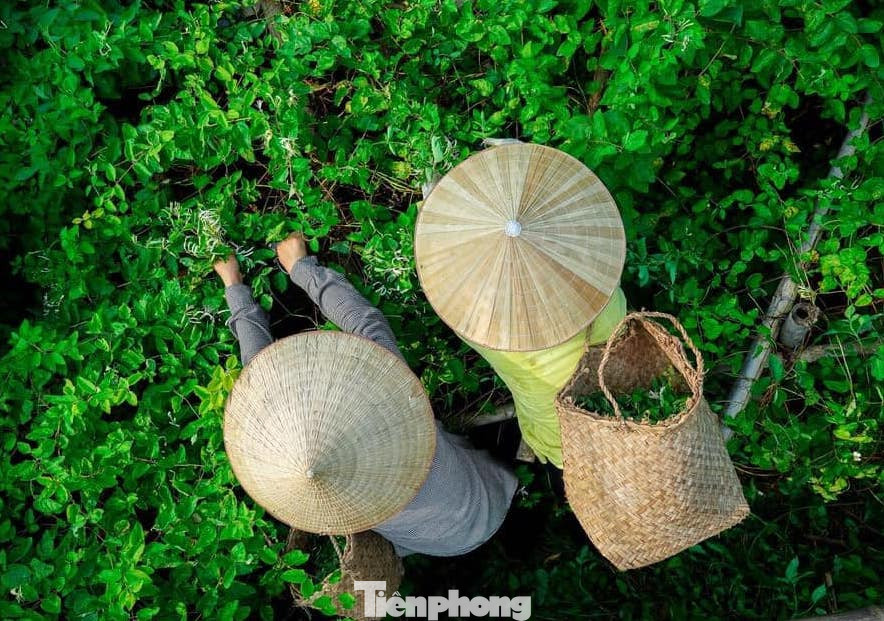 Công nhân thu hái thảo dược