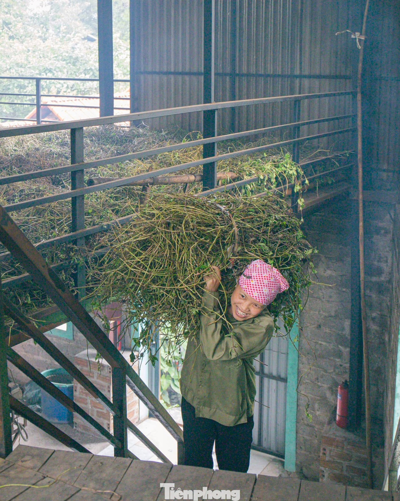 Thảo dược khi thu hoạch về được đưa vào lò sấy để đảm bảo chất lượng.