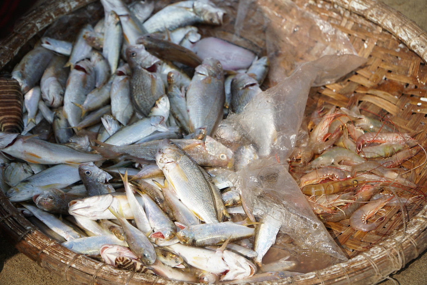 Nhiều loại cá khác đánh bắt được. Nhiều loại cá khác đánh bắt được.