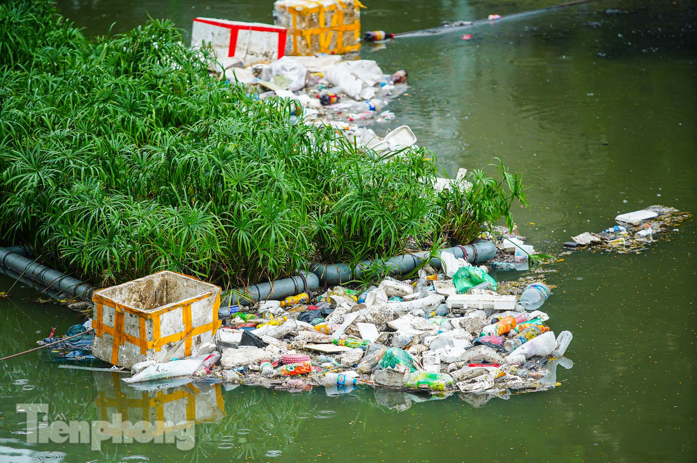 Rác ùn ứ tại khu vực các ô cây.