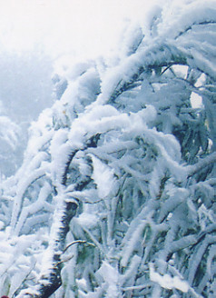 Tuyết rơi đầy trên cành