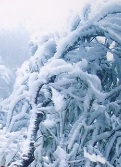 Tuyết rơi đầy trên cành. Tuyết rơi đầy trên cành