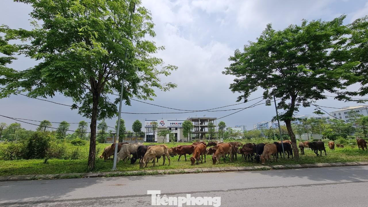 Chính quyền địa phương yêu cầu chủ đầu tư dừng mọi hoạt động thi công xây dựng khu đô thị Thanh Hà Cienco5. Trong ảnh: nhiều khu biệt thự, liền kề tại dự án khu đô thị Thanh Hà Cienco5 vẫn bỏ hoang, làm nơi người dân chăn thả trâu, bò.. Chính quyền địa phương yêu cầu chủ đầu tư dừng mọi hoạt động thi công xây dựng khu đô thị Thanh Hà Cienco5. Trong ảnh: nhiều khu biệt thự, liền kề tại dự án khu đô thị Thanh Hà Cienco5 vẫn bỏ hoang, làm nơi người dân chăn thả trâu, bò..