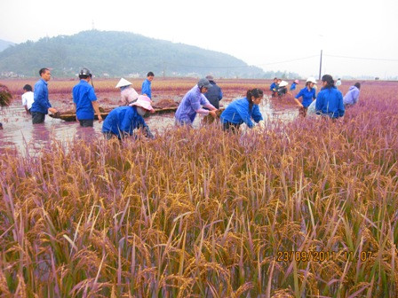 Đoàn viên giúp dân gặt lúa chạy bão