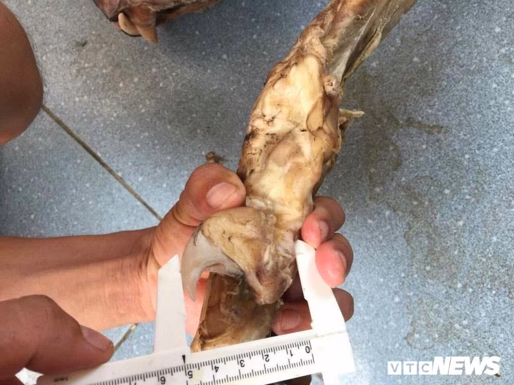 Kỹ nghệ nấu cao hổ, trò lừa tinh vi và những cách ghê rợn đưa hổ về Việt Nam ảnh 4