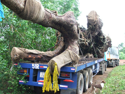 Đoàn xe chở cổ thụ đang nằm “đứng bánh” trên địa bàn huyện Sơn Hòa . Ảnh: Văn Tài Đoàn xe chở cổ thụ đang nằm “đứng bánh” trên địa bàn huyện Sơn Hòa