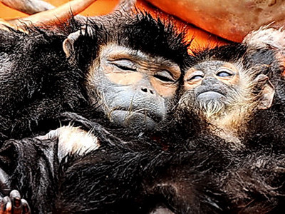 Chà vá quý hiếm bị giết hại 