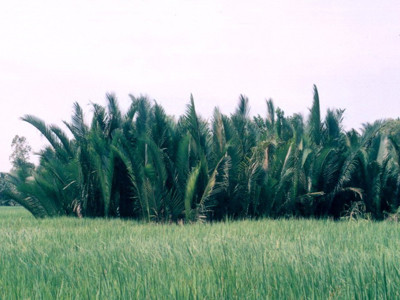 Đám lá tối trời (dừa nước)