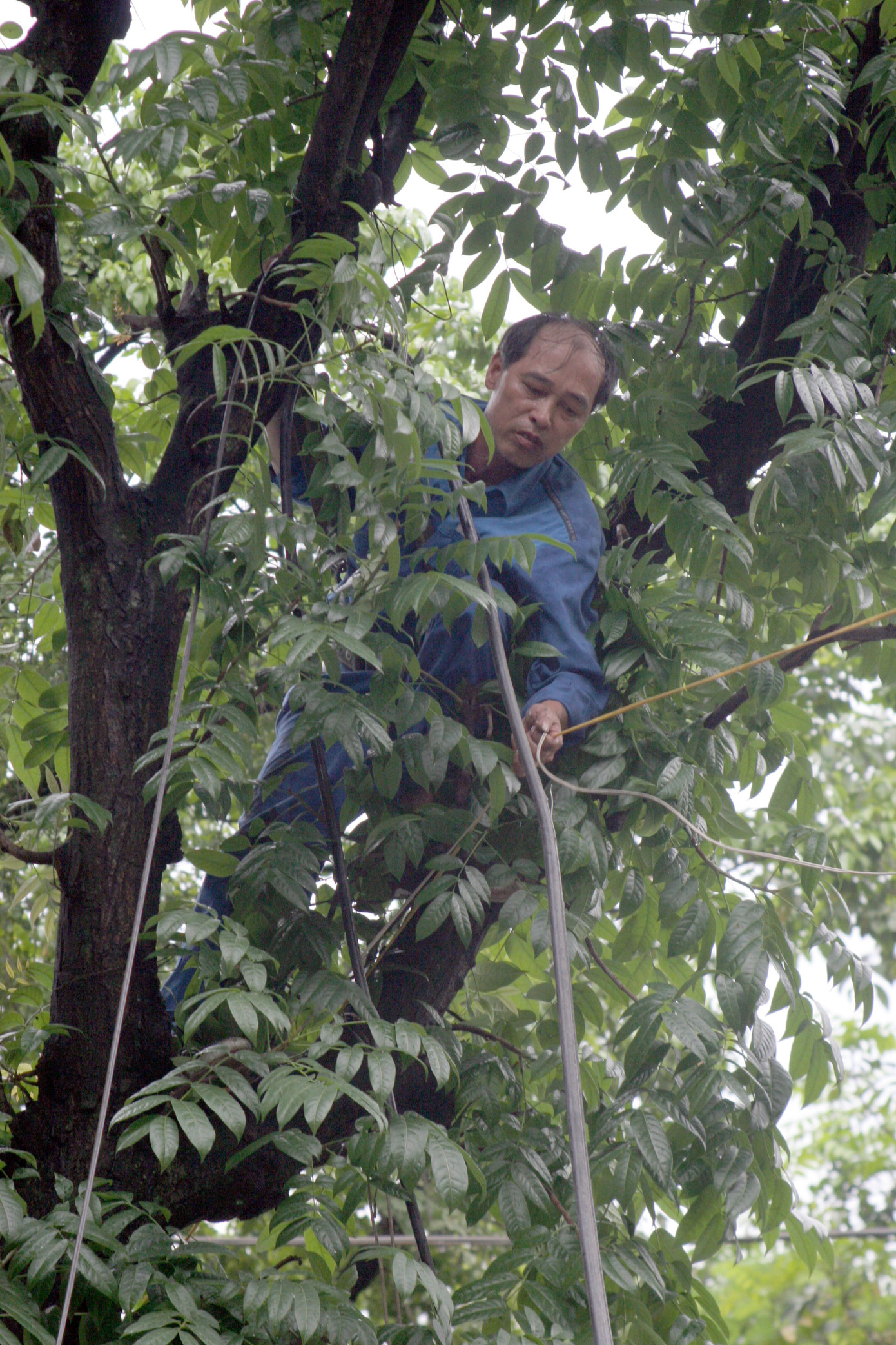 Công nhân ngành viễn thông khắc phục sự cố