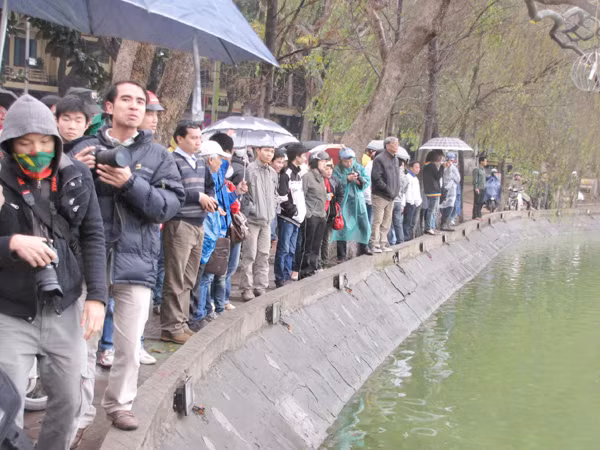 Rất đông người dân và du khách đến để xem cụ Rùa cũng như chờ đợi xem họ cứu cụ như thế nào