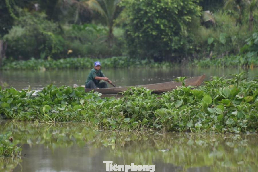 Bèo, rau muống đầy ắp trên dòng sông