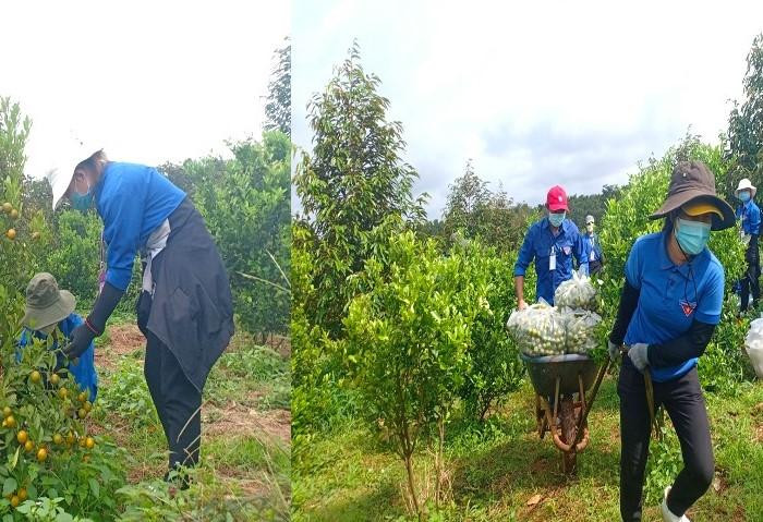 Nông sản ở Bình Phước được đoàn viên thu gom hỗ trợ người dân vùng dịch Nông sản ở Bình Phước được đoàn viên thu gom hỗ trợ người dân vùng dịch
