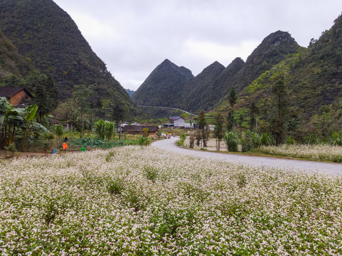 Hoa tam giác mạch, loài hoa biểu tượng cho sức sống mãnh liệt, sự kiên cường của các dân tộc trên Cao nguyên đá Đồng Văn. Lễ hội hoa tam giác mạch lần đầu tiên được tỉnh Hà Giang tổ chức vào năm 2015, đến nay đã bước sang năm thứ 9 tổ chức, quy mô, số diện tích trồng ngày càng mở rộng, tạo điều kiện cho du khách trải nghiệm, chụp ảnh check-in,