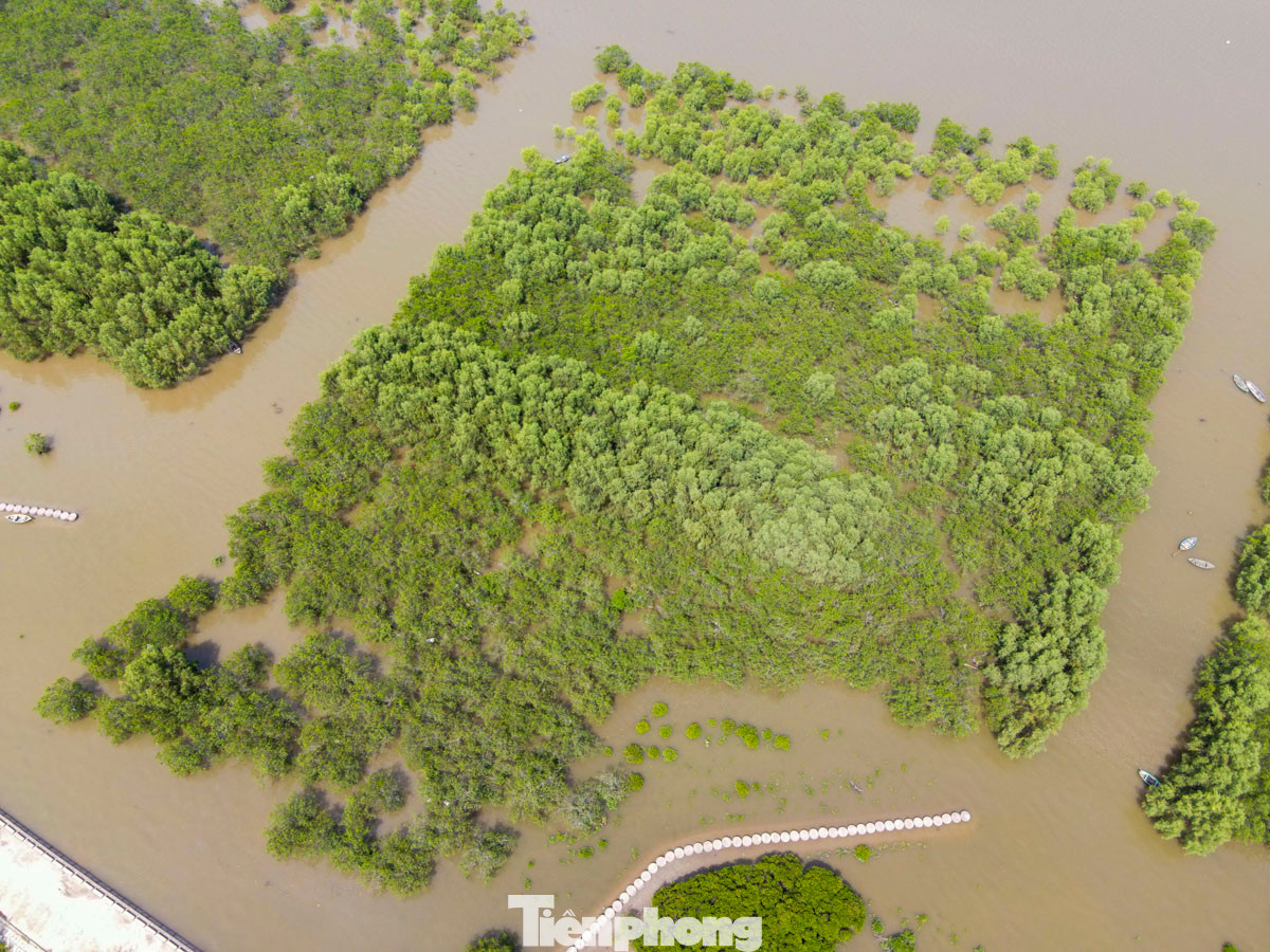 Như vậy với Quyết định 731, Thái Bình đã thu hẹp, gần như “xóa sổ” Khu Bảo tồn thiên nhiên đất ngập nước Tiền Hải - một trong hai vùng lõi của khu Dự trữ sinh quyển châu thổ sông Hồng - khi giảm quy mô từ 12.500 ha xuống còn 1.320ha. Trong ảnh, rừng ngập mặn trên bàn xã Nam Thịnh (huyện Tiền Hải).