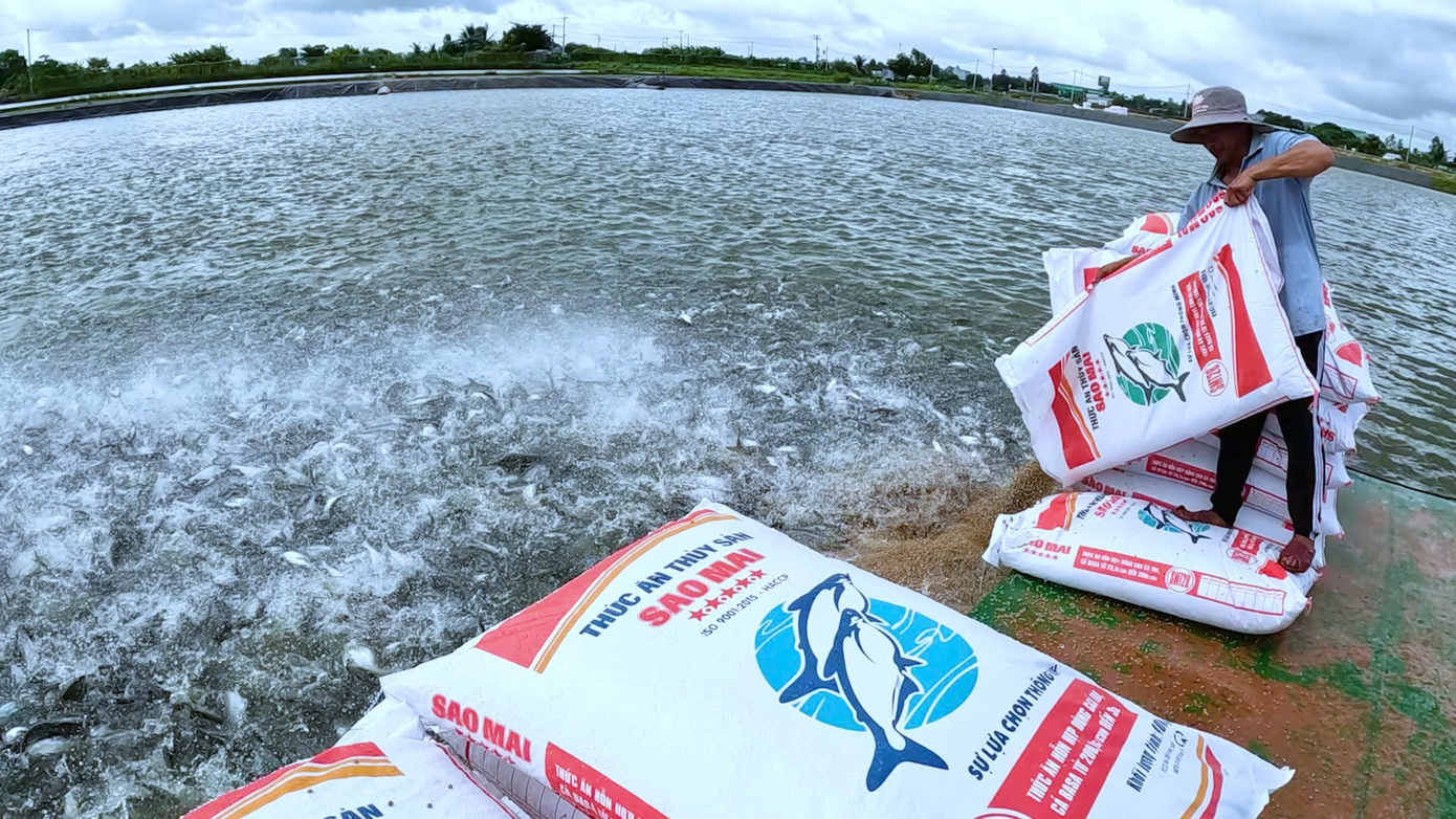 Hộ nuôi cá tra đang từng ngày hội nhập nhanh với qui trình công nghiệp xanh hóa