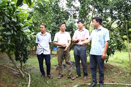 Lãnh đạo Trung tâm Khuyến nông Hà Nội kiểm tra mô hình Khuyến nông trồng trọt sau cơn bão số 3 tại huyện Phúc Thọ Lãnh đạo Trung tâm Khuyến nông Hà Nội kiểm tra mô hình Khuyến nông trồng trọt sau cơn bão số 3 tại huyện Phúc Thọ