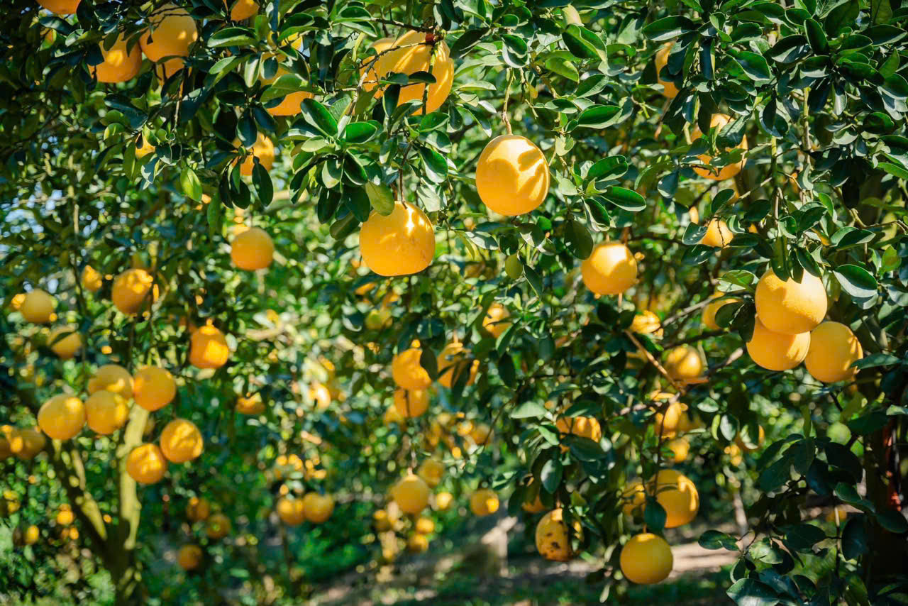 Vườn Bưởi Trù Hựu trĩu quả căng tròn, vỏ sáng bóng