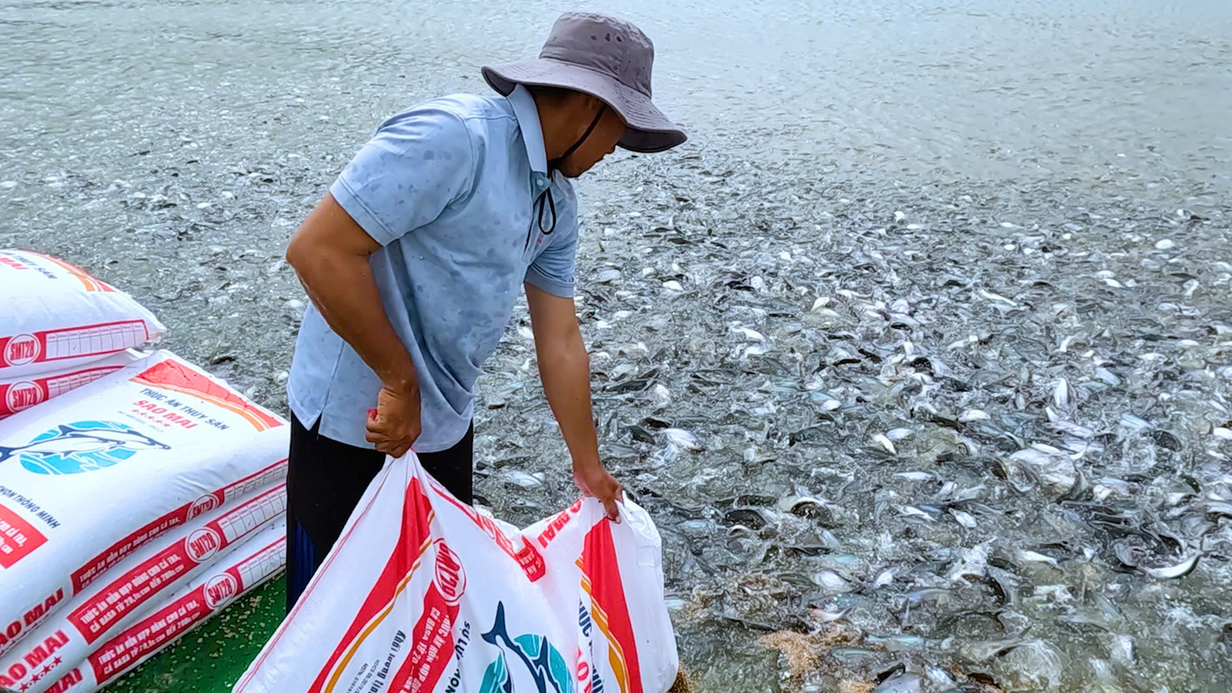 Nuôi cá tra đã trở thành ngành công nghiệp cần lĩnh hội kiến thức mới Nuôi cá tra đã trở thành ngành công nghiệp cần lĩnh hội kiến thức mới