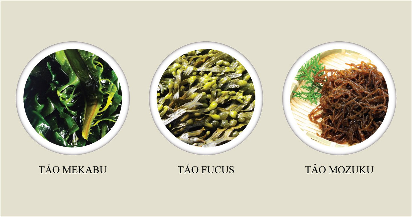 Ảnh Fucoidan 3-Plus