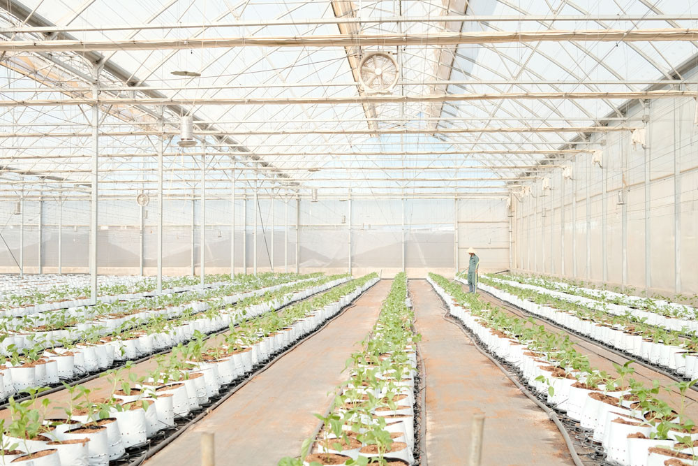 Nông trường WinEco luôn được cải tiến trong suốt hành trình xây dựng và phát triển để mang đến khách hàng những sản phẩm chất lượng, xanh, sạch và an toàn nhất - Ảnh H.Q Nông trường WinEco luôn được cải tiến trong suốt hành trình xây dựng và phát triển để mang đến khách hàng những sản phẩm chất lượng, xanh, sạch và an toàn nhất - Ảnh H.Q