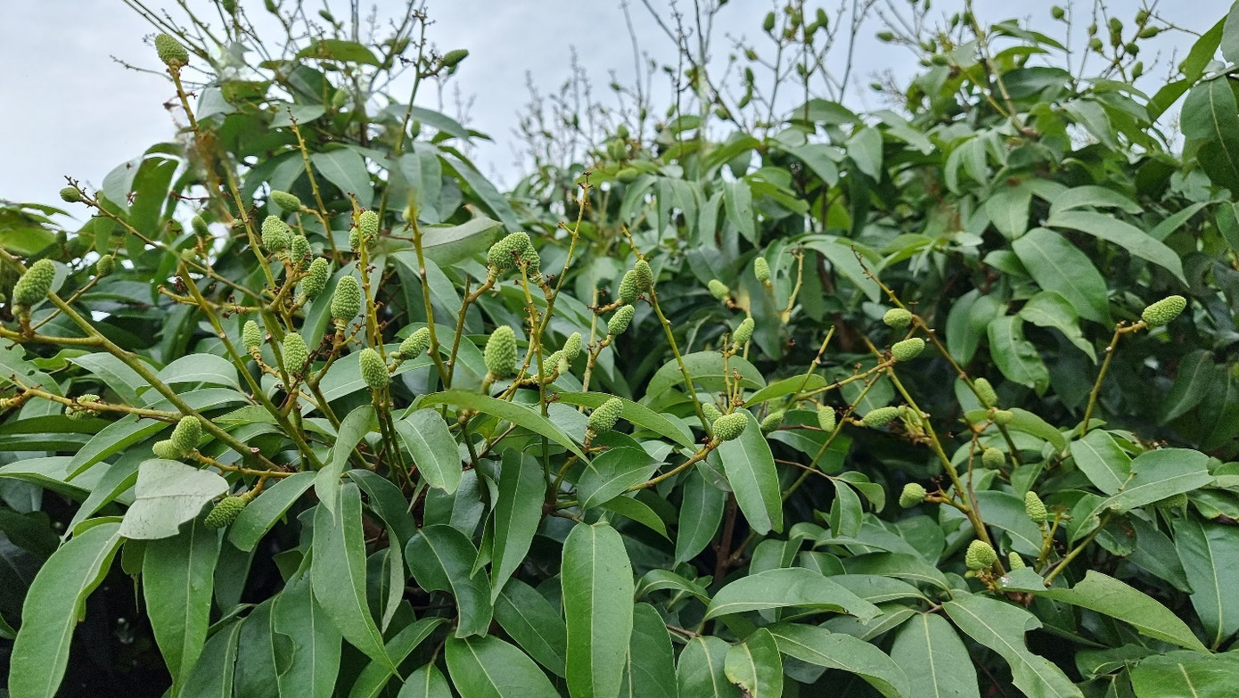 Kiểm soát sương mai giúp vải đậu quả đẹp. Kiểm soát sương mai giúp vải đậu quả đẹp.