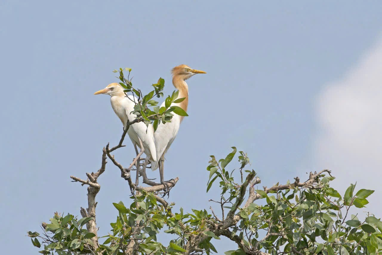 Sự đa dạng sinh thái ở miền Tây Sự đa dạng sinh thái ở miền Tây