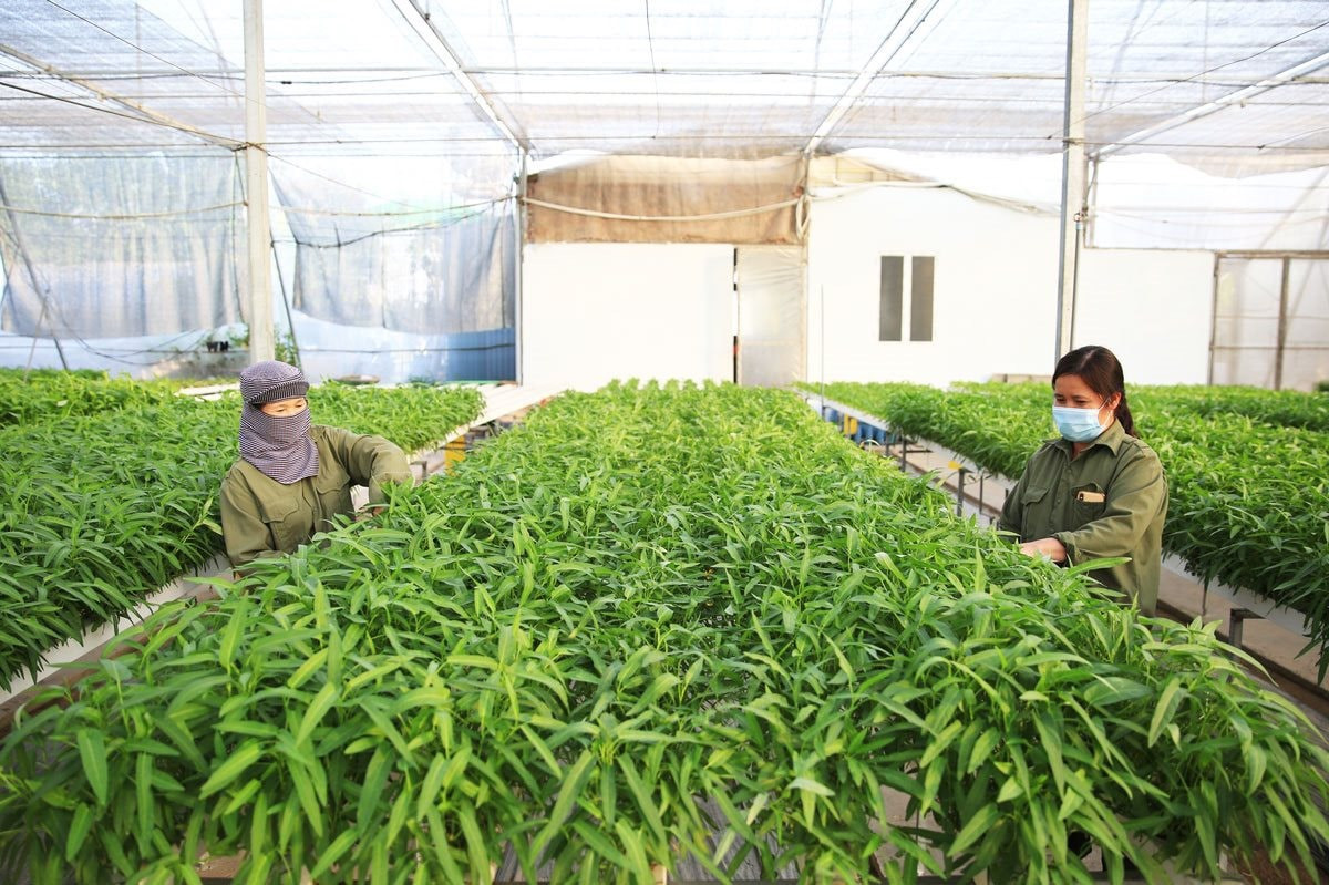 Chuỗi liên kết sản xuất rau an toàn tại xã Yên Mỹ (huyện Thanh Trì) góp phần tăng thu nhập cho người dân Chuỗi liên kết sản xuất rau an toàn tại xã Yên Mỹ (huyện Thanh Trì) góp phần tăng thu nhập cho người dân