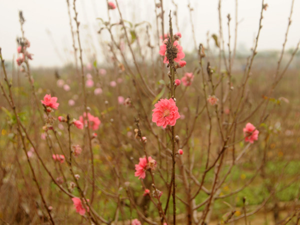 Những cánh đào bích, đào phai lung linh trước gió