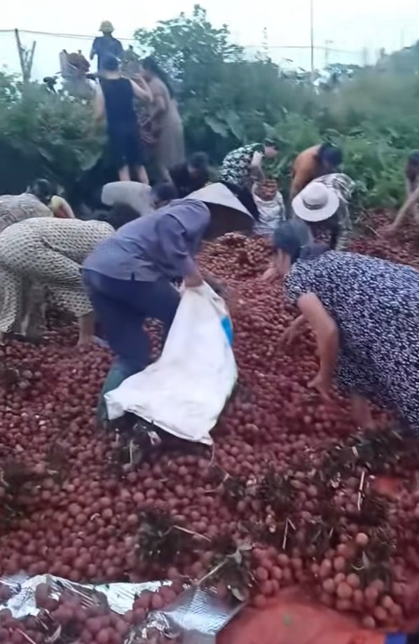 Hình ảnh người dân nhặt quả vải ven đường Hình ảnh người dân nhặt quả vải ven đường