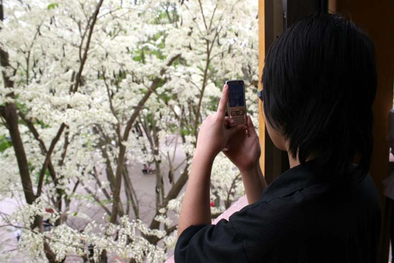 Và không quên lưu lại những hình ảnh về một mùa hoa thơ mộng nhất trong năm của sân trường.