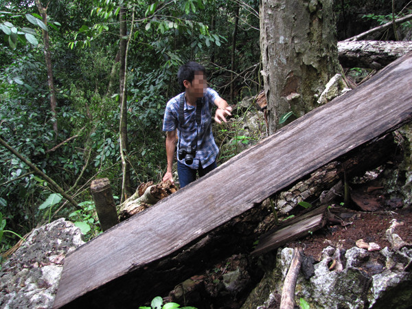 Những cây gỗ nghiến bị lâm tặc tàn phá trong Vườn Quốc gia Ba Bể. Ảnh: Tuấn Nguyễn