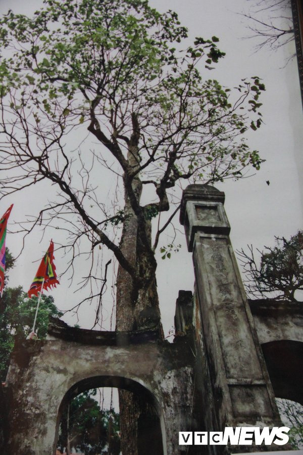 Rắn khổng lồ tu luyện thành tinh trên núi Cấm và những cuộc chạm trán kinh hoàng ảnh 1