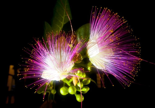  Hoa bàng vuông, nét đẹp độc đáo của Trường Sa