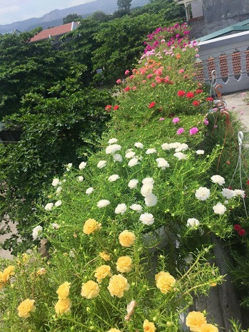 Mỗi ngày kiếm 1 chỉ vàng từ hoa mười giờ ảnh 2