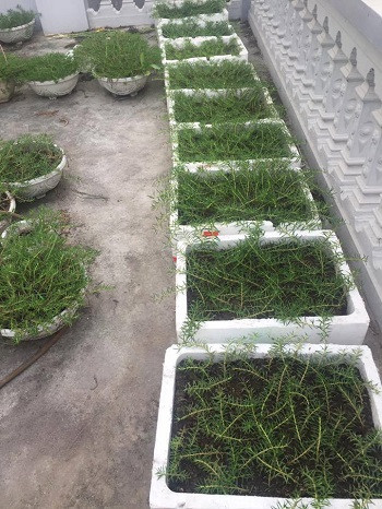 Mỗi ngày kiếm 1 chỉ vàng từ hoa mười giờ ảnh 5