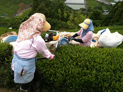 Thu hoạch trà ở Nhật Bản	Ảnh: CNN