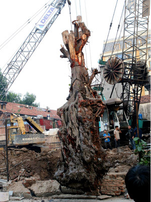 Cây bồ đề đang được trồng lại đúng vào chỗ cũ chiều ngày 4-11