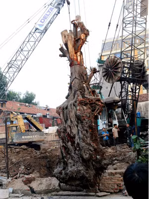 Cây bồ đề đang được trồng lại đúng vào chỗ cũ chiều ngày 4-11