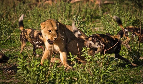 Sư tử cướp con mồi bị linh cẩu đánh chạy te tua ảnh 4