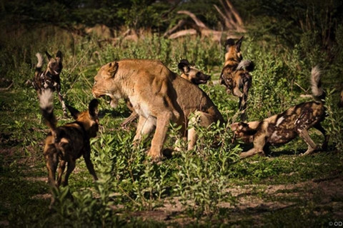 Sư tử cướp con mồi bị linh cẩu đánh chạy te tua ảnh 3