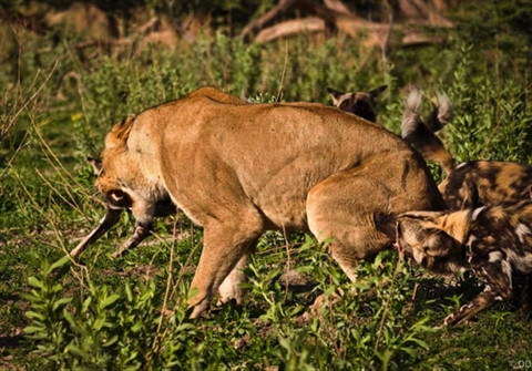 Sư tử cướp con mồi bị linh cẩu đánh chạy te tua ảnh 5